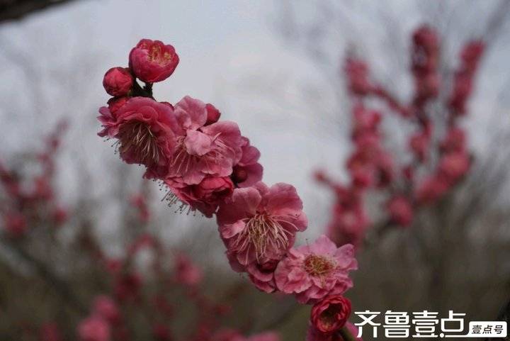 冬日梅园暗香浮动,梅园暗香的抖音