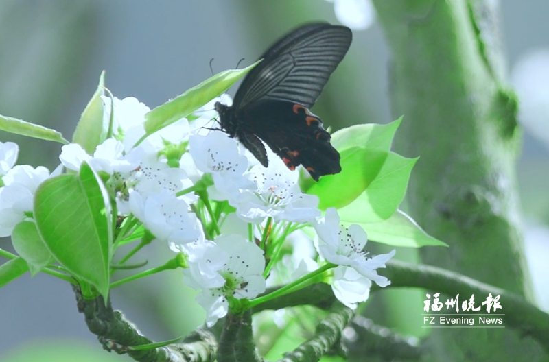 福州清明踏青好去处,福州周边踏青好去处