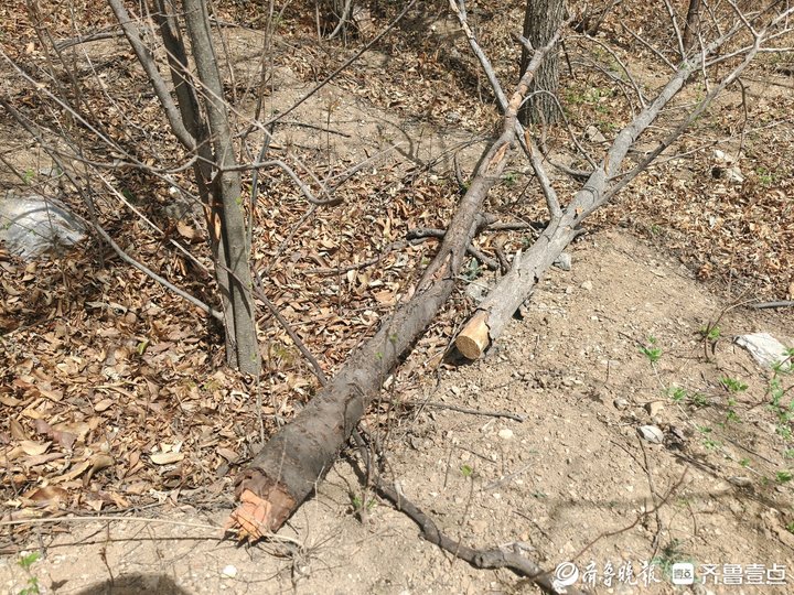 小区旁冒出墓地,小区惊现墓地房