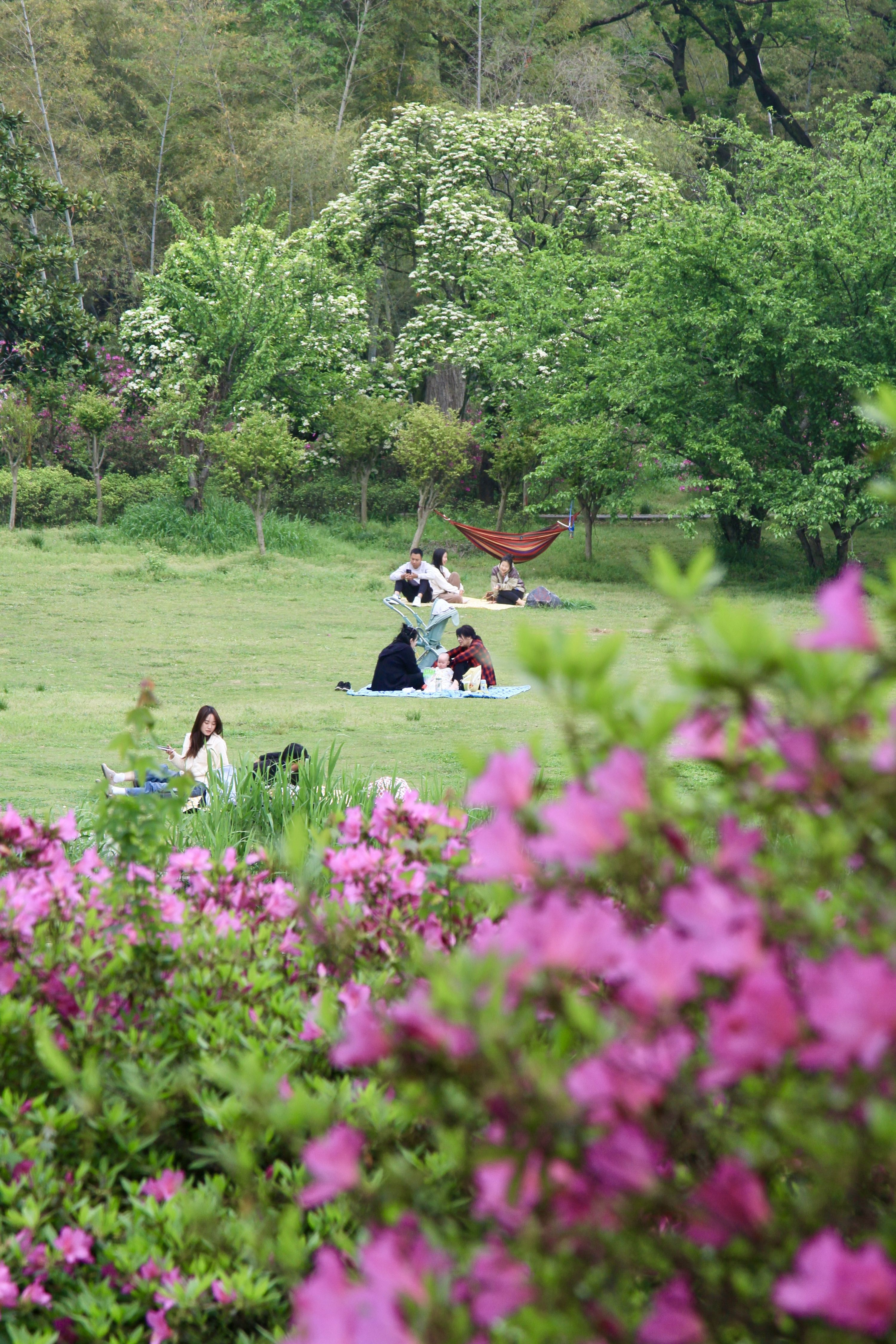 东湖磨山杜鹃花专场视频,武汉东湖磨山杜鹃花海开了
