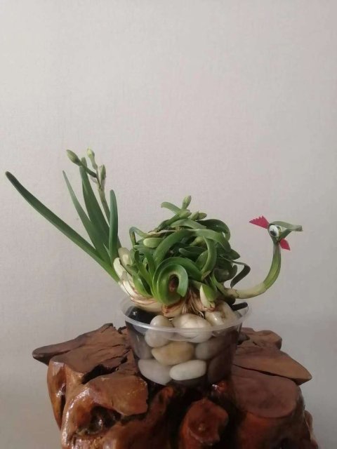 昆明邀你来赏花,邀你来赏花