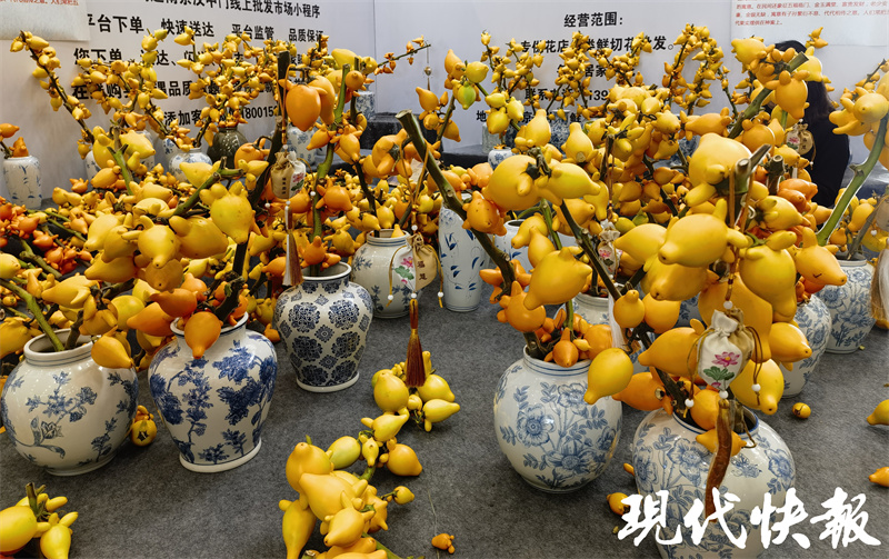 南京迎来最美银杏季,南京最美樱花季即将到来