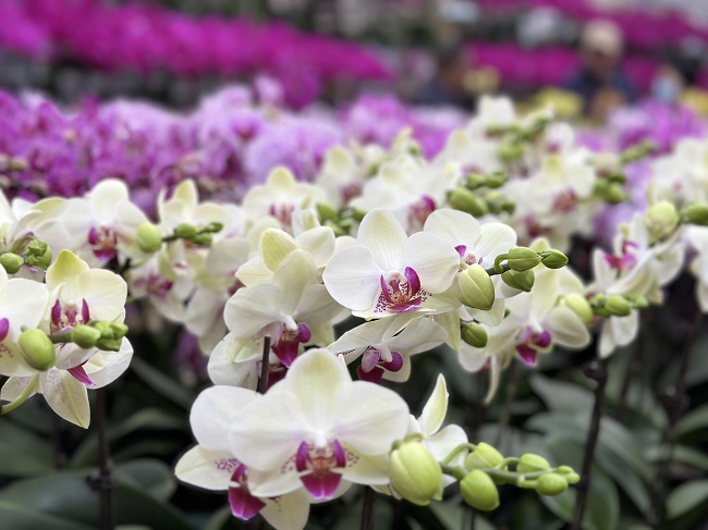 年味渐浓多地年宵花市迎销售高峰,年味渐浓春节临近年宵花热销