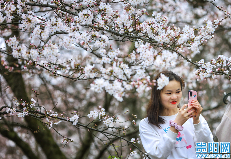 多彩贵州花漾中国走进黔西南,多彩贵州花漾中国兴义