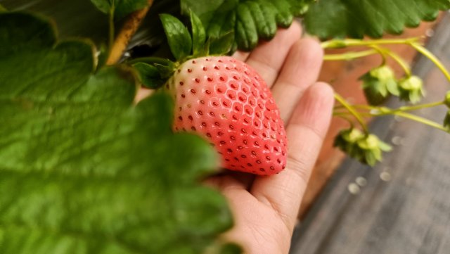 荣获中国绿色食品认证,获得绿色食品认证