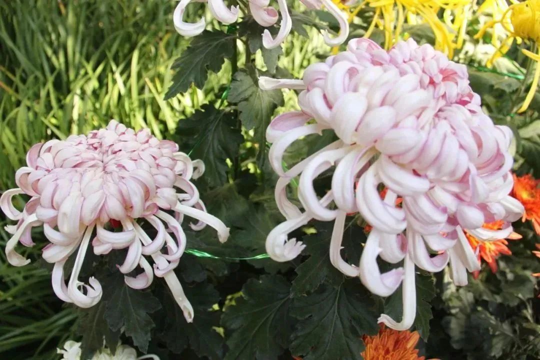 上海菊花展进最佳观赏期,上海菊花展在哪个公园