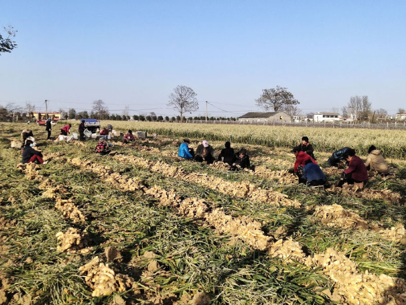 河南郏县王集乡：种出乡村美好“姜”来