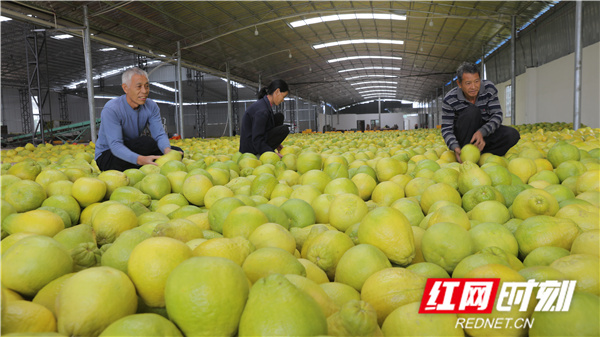 江永香柚黄,江永香柚好吃吗