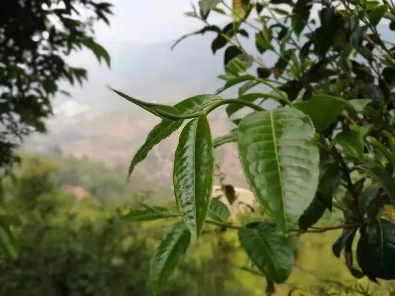 政和白茶顺应天时,政和白茶的种植方法