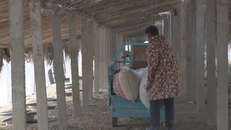 养鹅合作基地有哪些,农民创业致富好项目养鹅