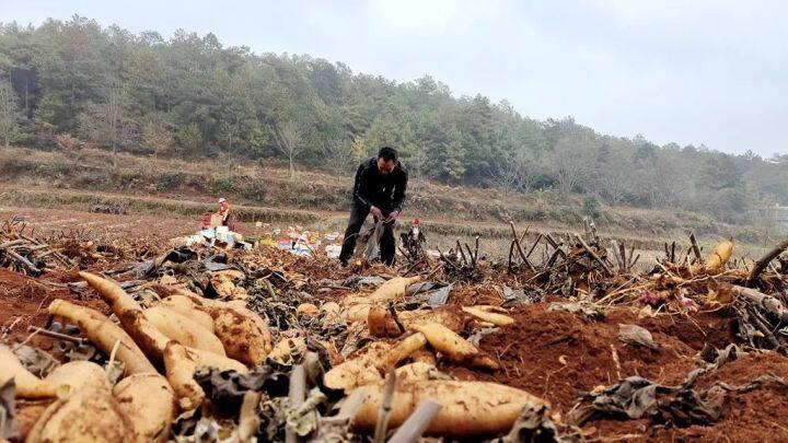 高山雪莲果丰收了,雪莲果丰收时节