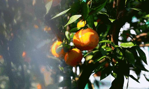 四川最被低估的市,四川哪里的水果最好吃