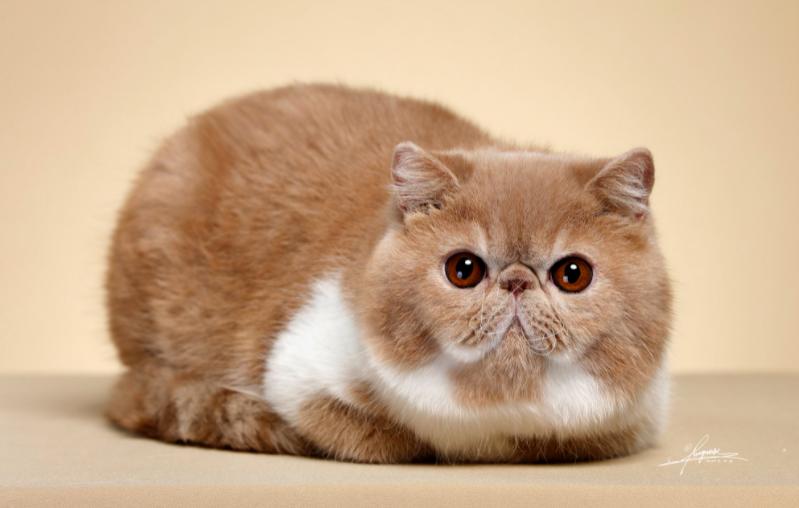 闆悆璁哄潧澶у挅,鑺﹀彑