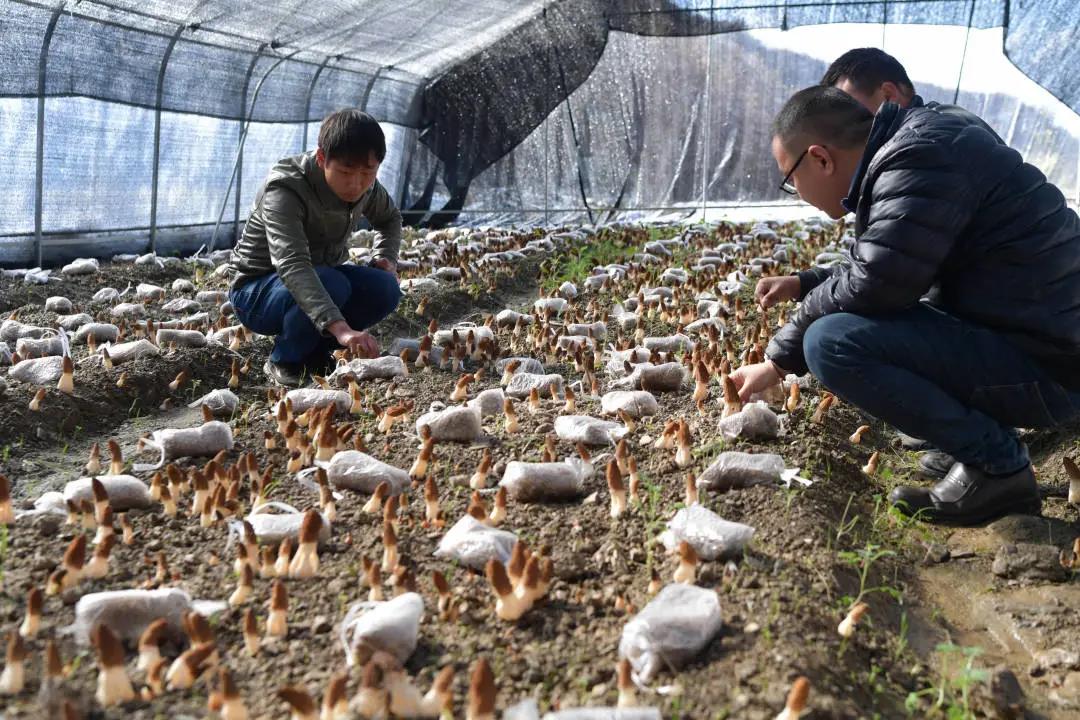 生态环境看哪里,生态看小米