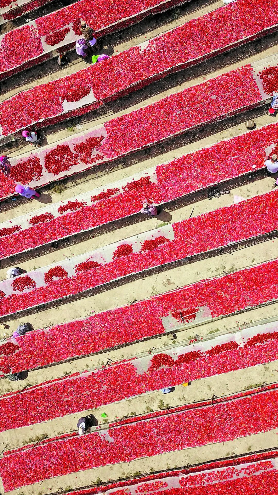 看到就流口水的四大新疆特产,盘点十大新疆的特产