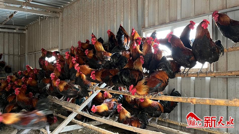 清水县王河镇：*党**建引领兴产业林下养鸡有“钱景”