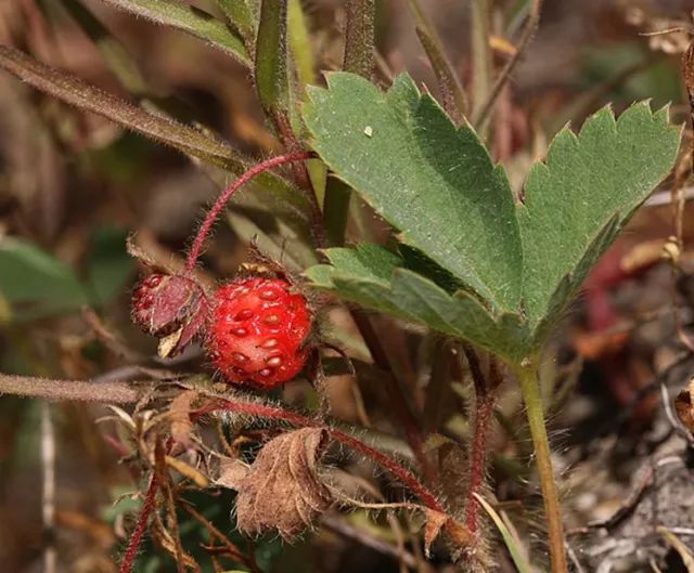 激素草莓是空心的吗,草莓畸形空心是用了激素了吗