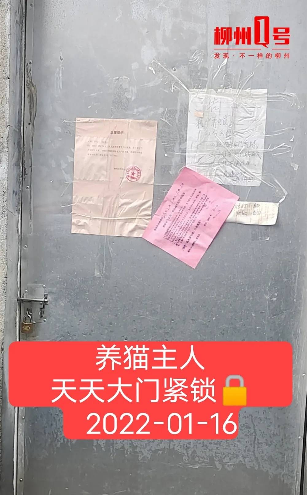 小区养猫扰民,居民养猫扰民如何解决