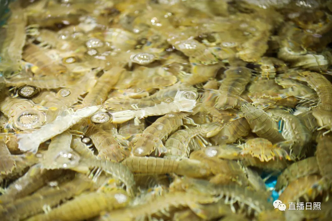 日照当季海鲜价格,今年春节海鲜多少钱一斤