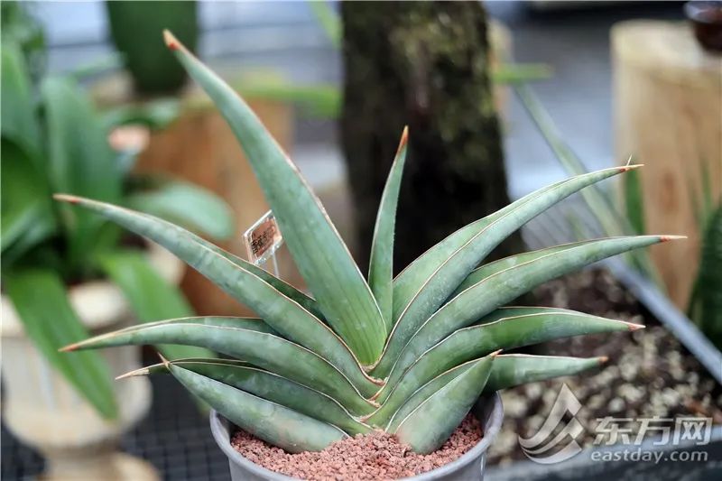 短叶虎尾兰的独特特征,金边虎尾兰百合科虎尾兰属植物