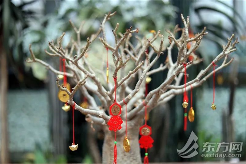 短叶虎尾兰的独特特征,金边虎尾兰百合科虎尾兰属植物