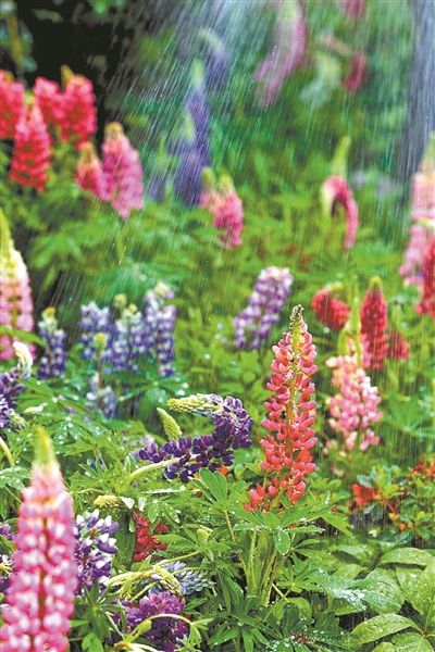 花海正当时来到云南,花海旅游正当时