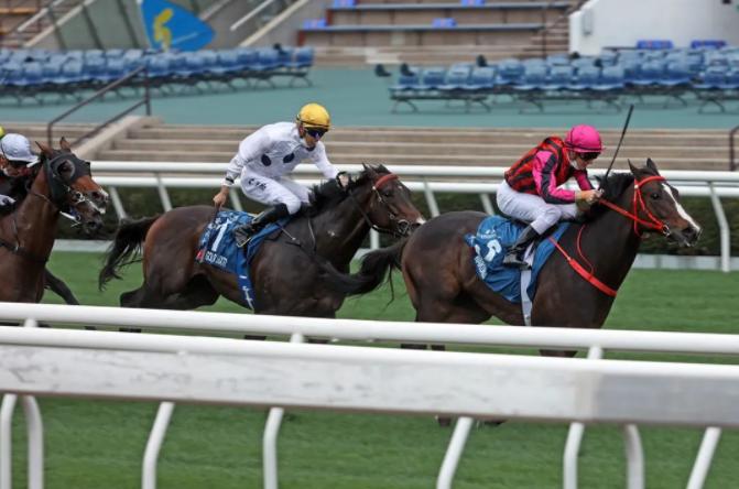 十大最强马匹排行,最新世界马匹排行榜8月