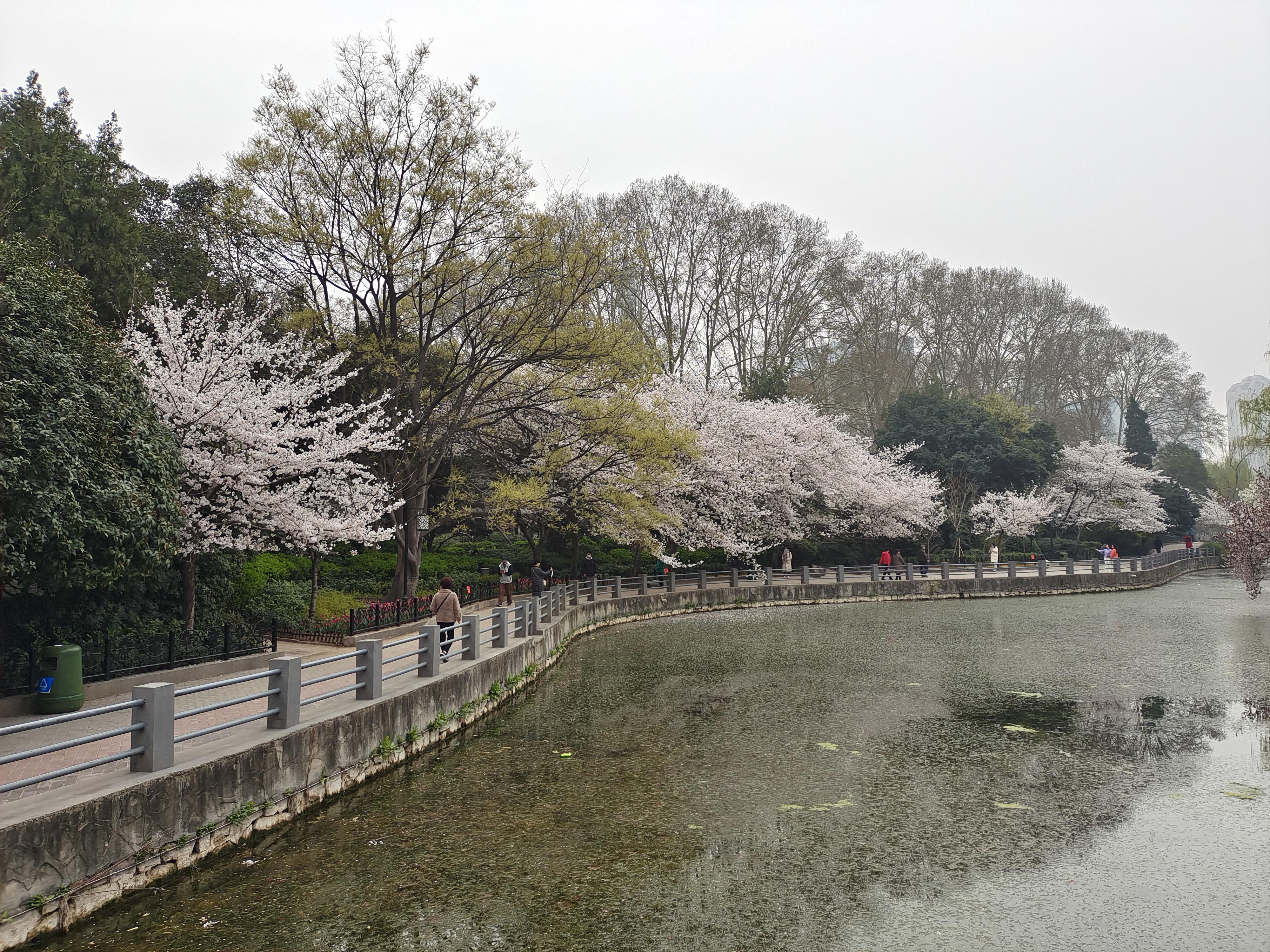 为啥古代的樱花诗较少？目前樱花品种多为“舶来品”