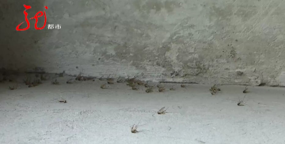 哈尔滨一小区楼道蚊子,一小区摇蚊肆虐居民防不胜防