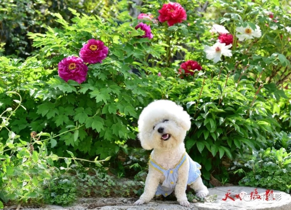 又到牡丹花开时不负光阴不负春