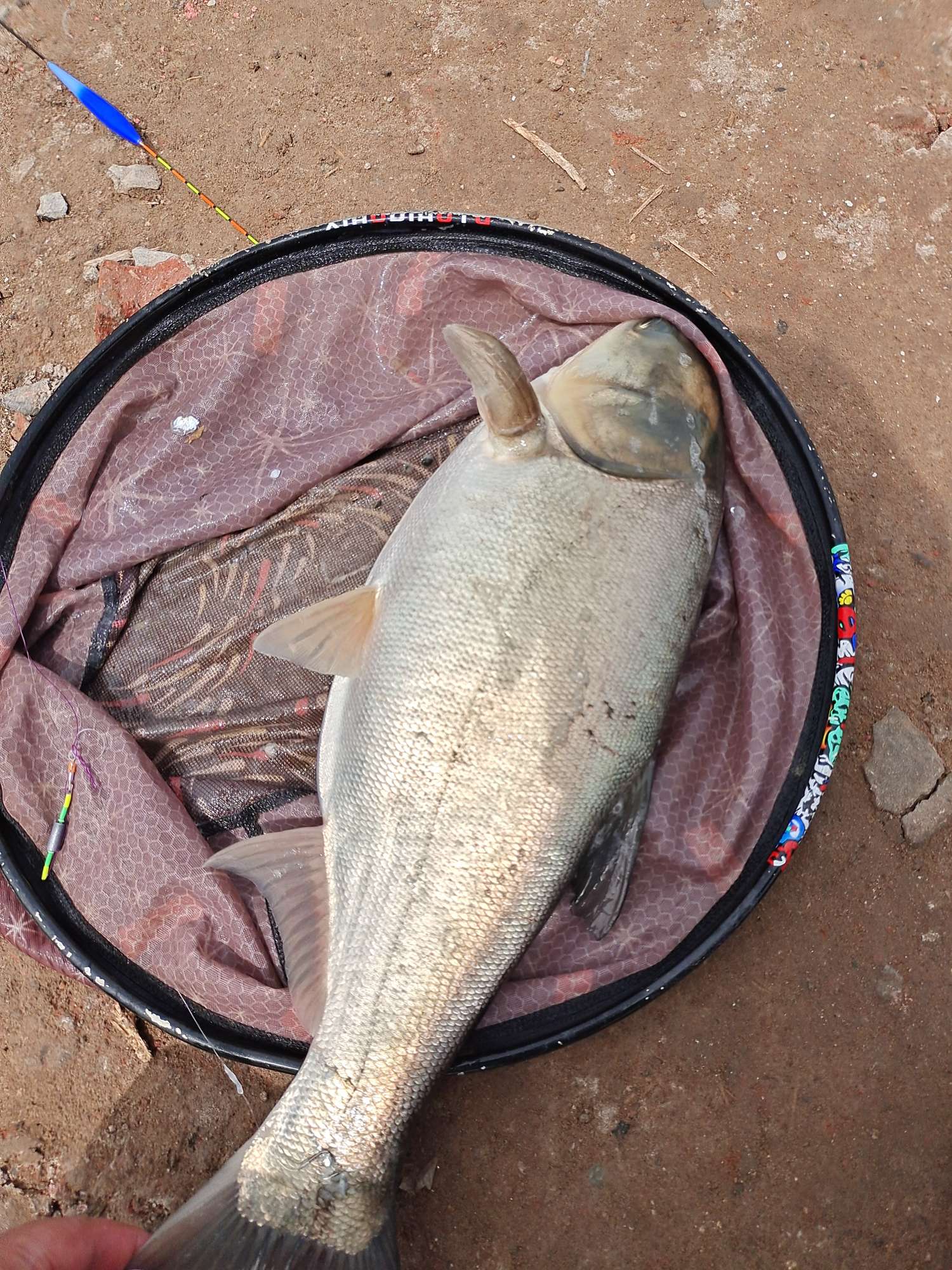 「四月渔获」27斤巨物！刷新个人单尾记录