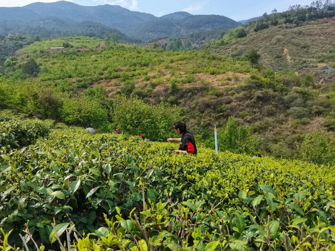 美轮美奂的天然茶园简直恍如仙境,华蓥市红岩茶园