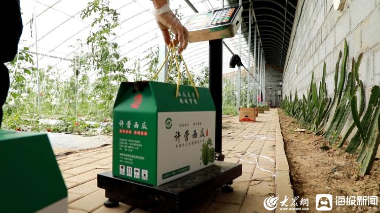 产业园600多亩露天西瓜喜获丰收,18亩地的西瓜