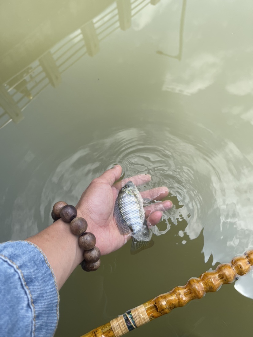 「518」小罗非垂竿自上，清道夫碳烤“美味”眼泪流