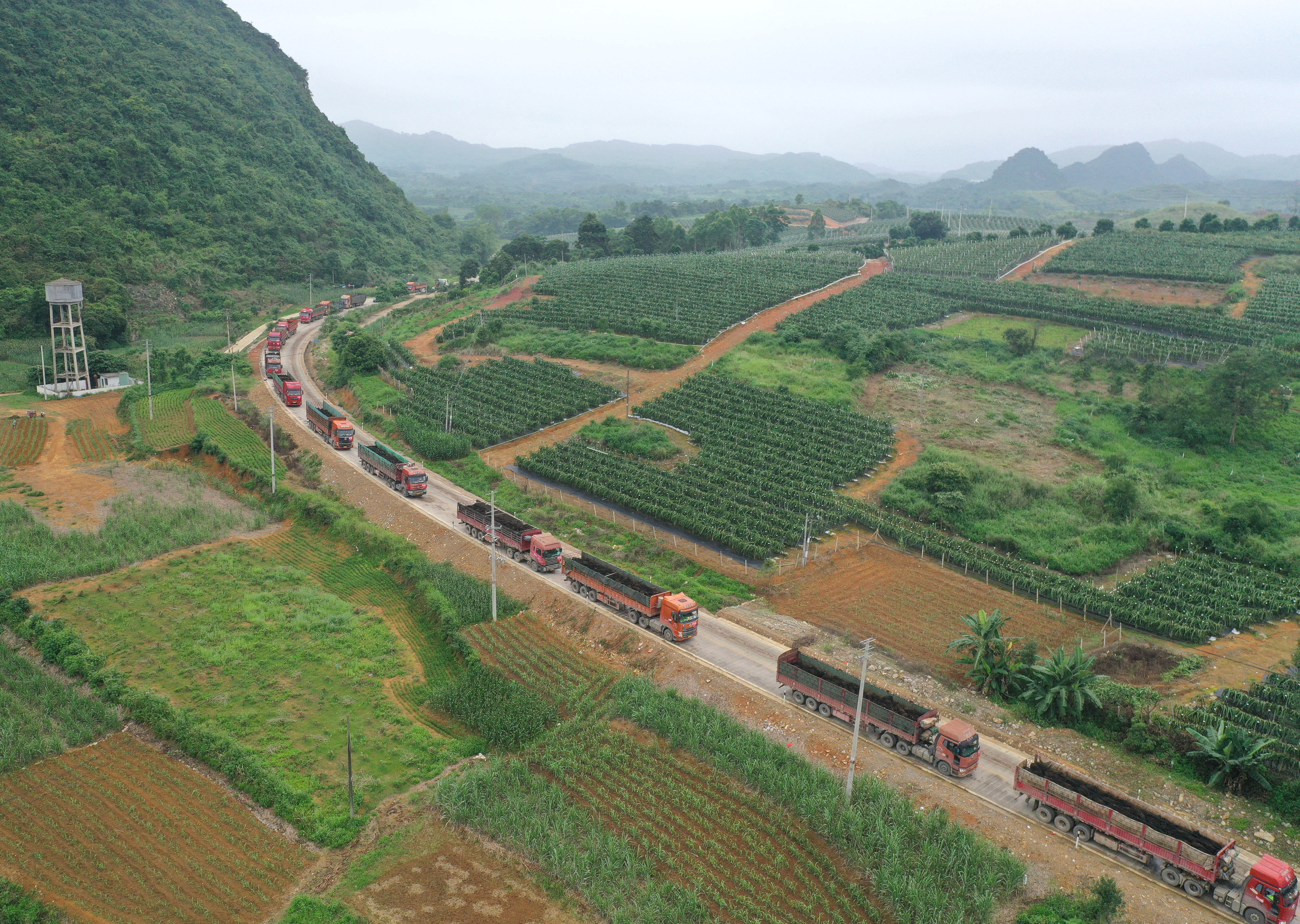 （经济）万头新西兰种牛将“落户”崇左