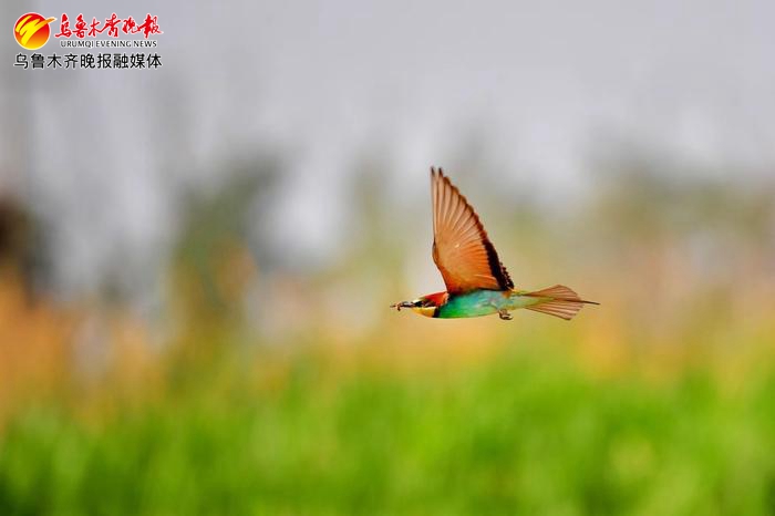 黄喉蜂虎鸟群首现乌鲁木齐,黄喉蜂虎鸟简介