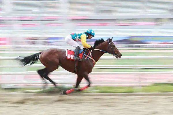 非遗赛马项目,少数民族赛马纯血马