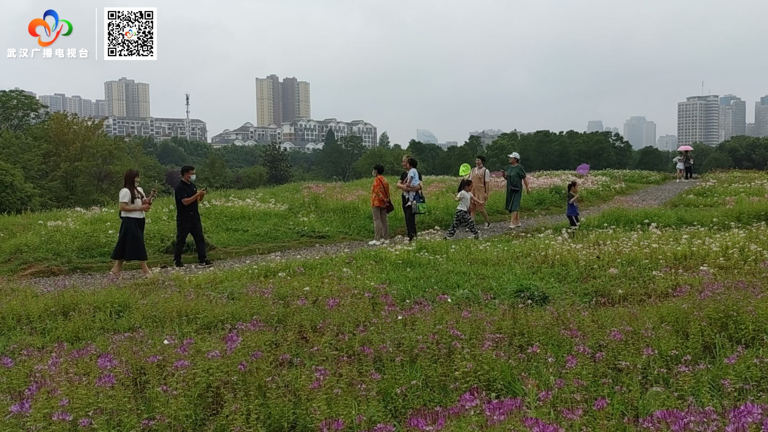 东湖马鞍山森林公园花海盛放迎客来