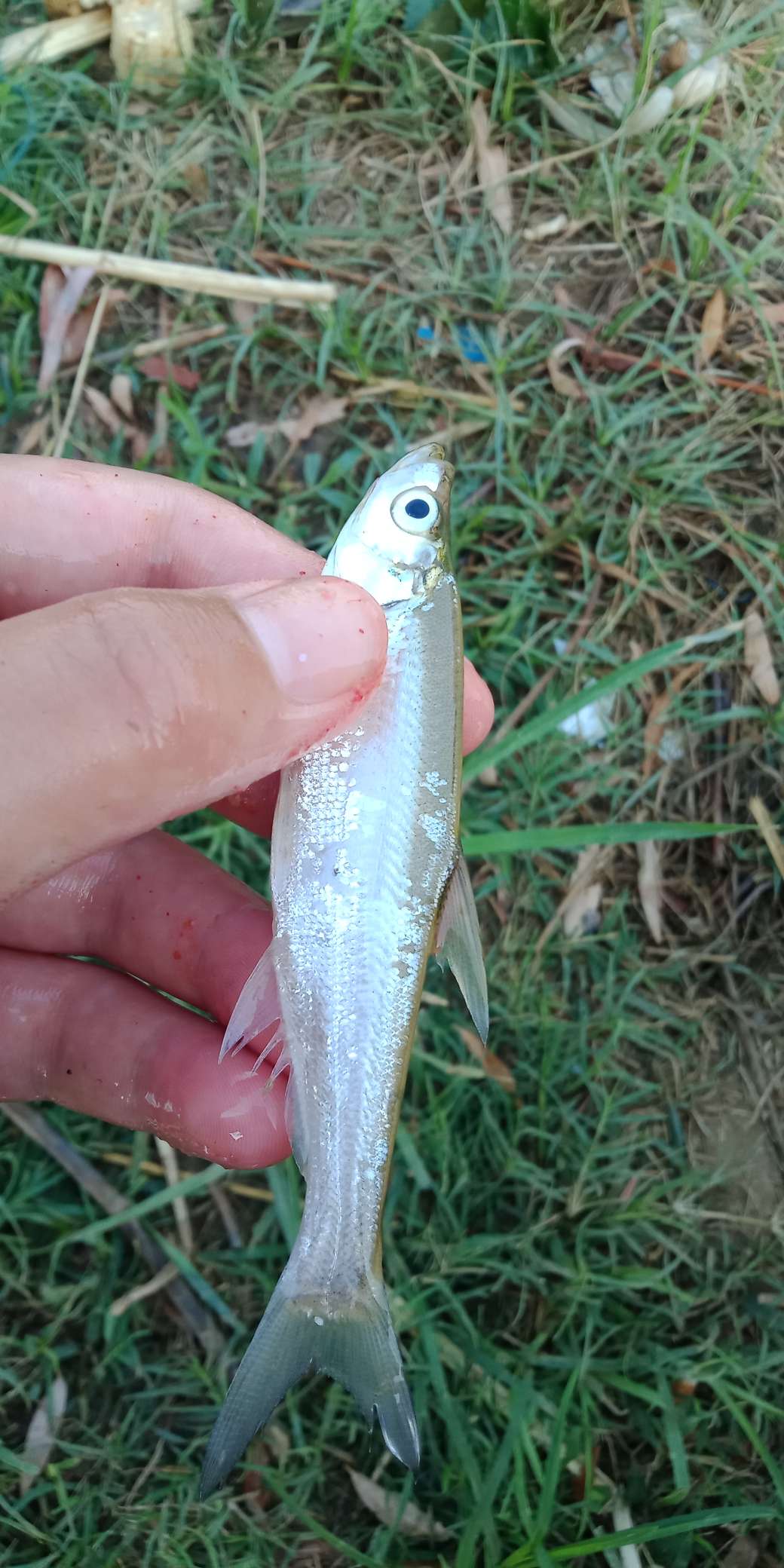 浑身亮甲如新衣，一生靓仔它美气