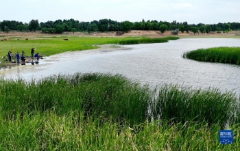 陕西靖边：芦河湿地水清景美「图」
