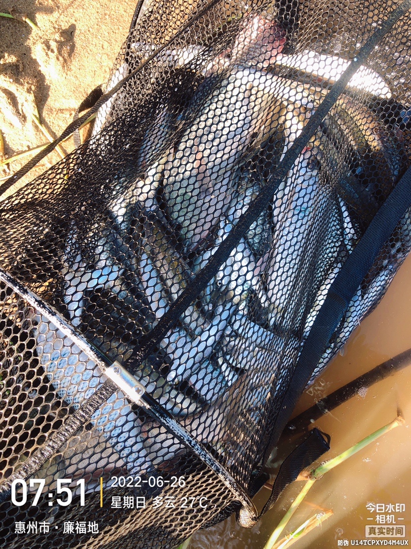 新手第一次钓黑坑攻略,入坑半年的钓技