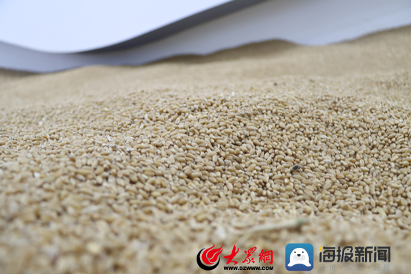 品质滨州｜以三个“全国第一”领军小麦精深加工中裕食品有限公司打造粮食产业高质量发展的“中裕模式”