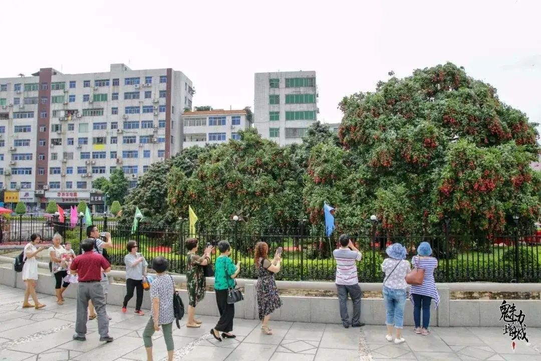 荔枝的鄙视链,荔枝100元一颗