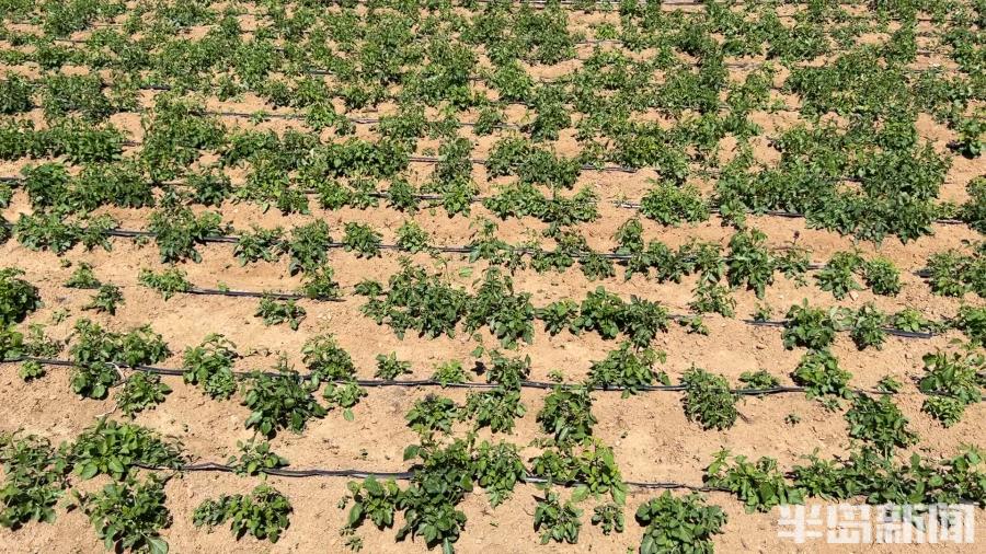 松下问童子言师采药去书法落款,松下问童子言师采药去采的什么药