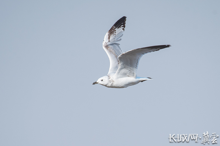 衡水湖国家级自然保护区昆虫种类 (衡水湖昆虫)