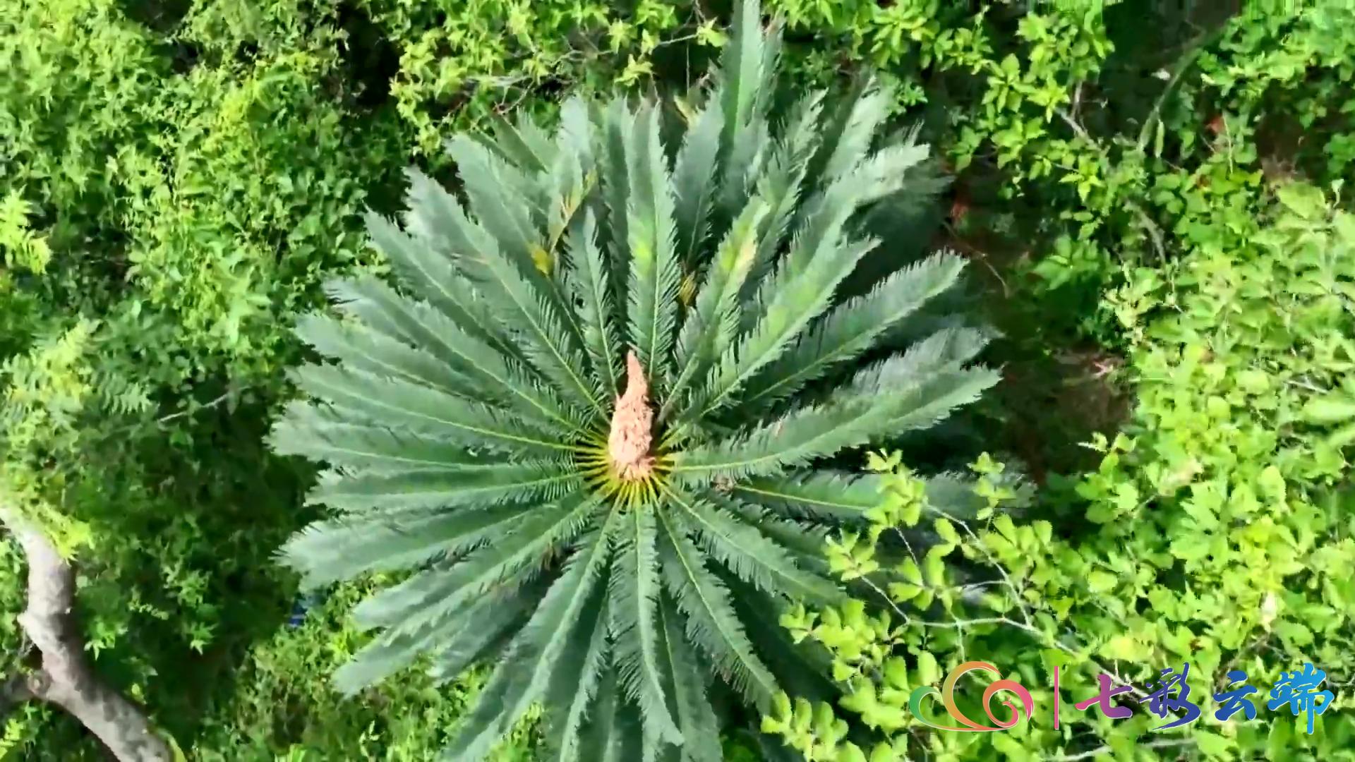 罕见！大围山红河苏铁雌雄花同季绽放