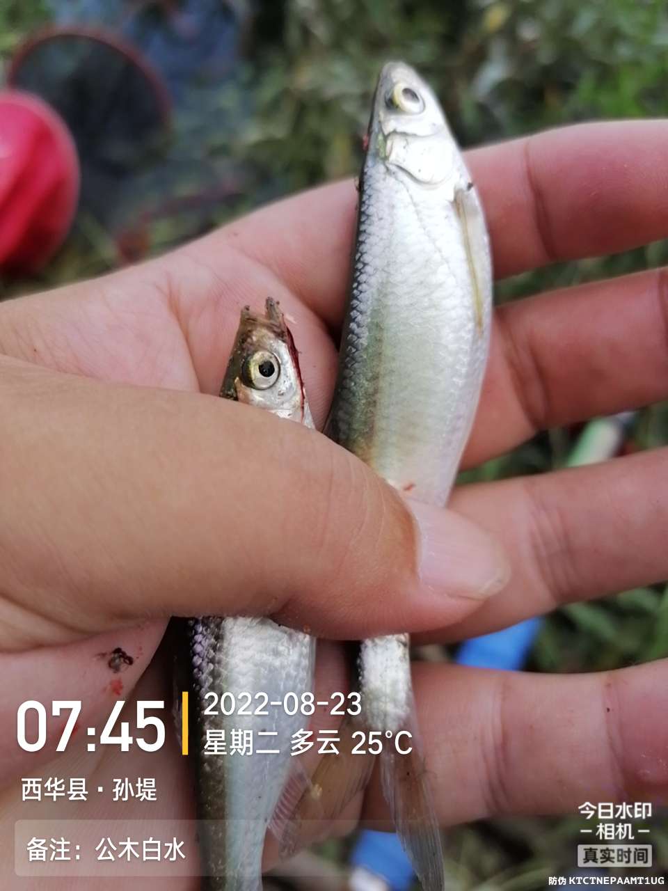 8月里面的鱼怎么钓,钓位选什么鱼最好