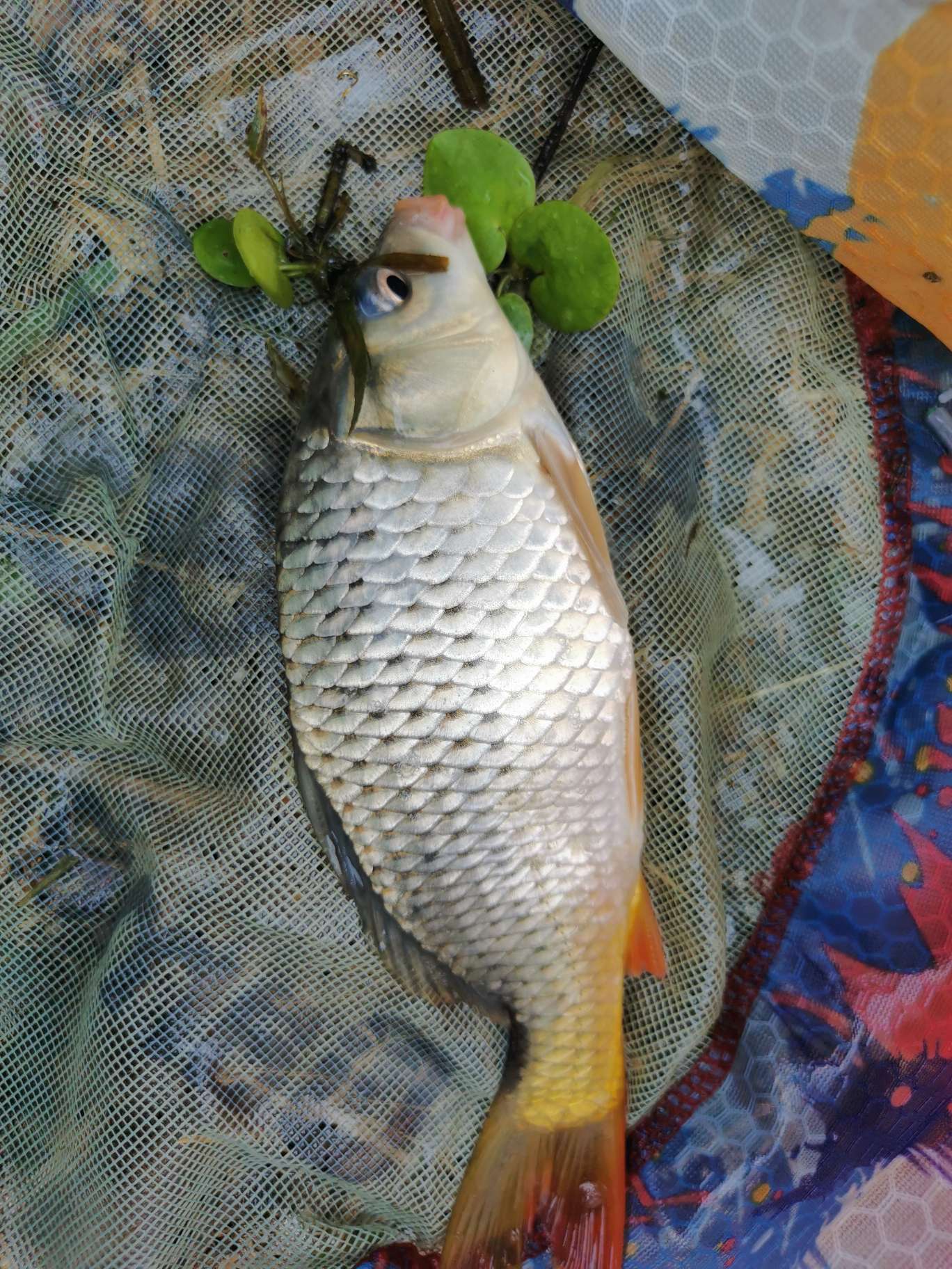 「浮钓2095」2095初显成效！野钓、黑坑果然通杀