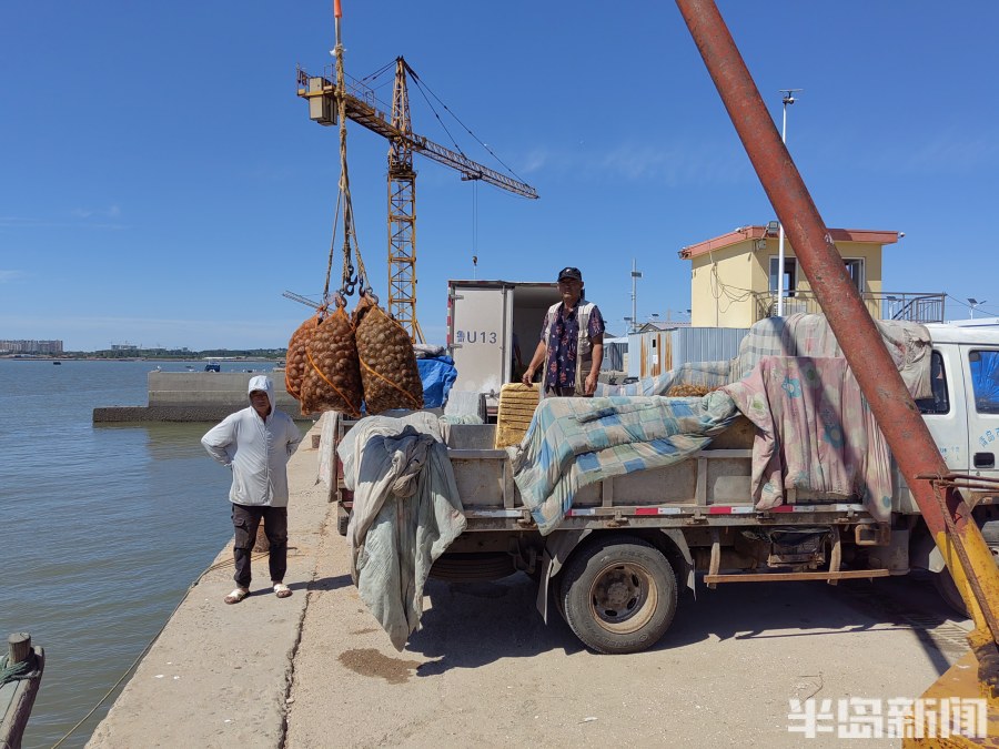 桂东出海记丨猛子将，海底捞！高风险，水上漂！好宝贝，浪里淘！揭秘胶州湾深潜捕捞者