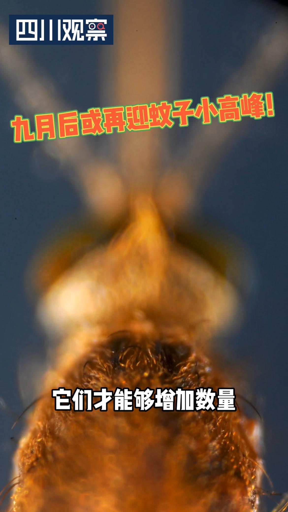 蚊子高温下会被热死冷知识,蚊子在40度的高温下会被热死